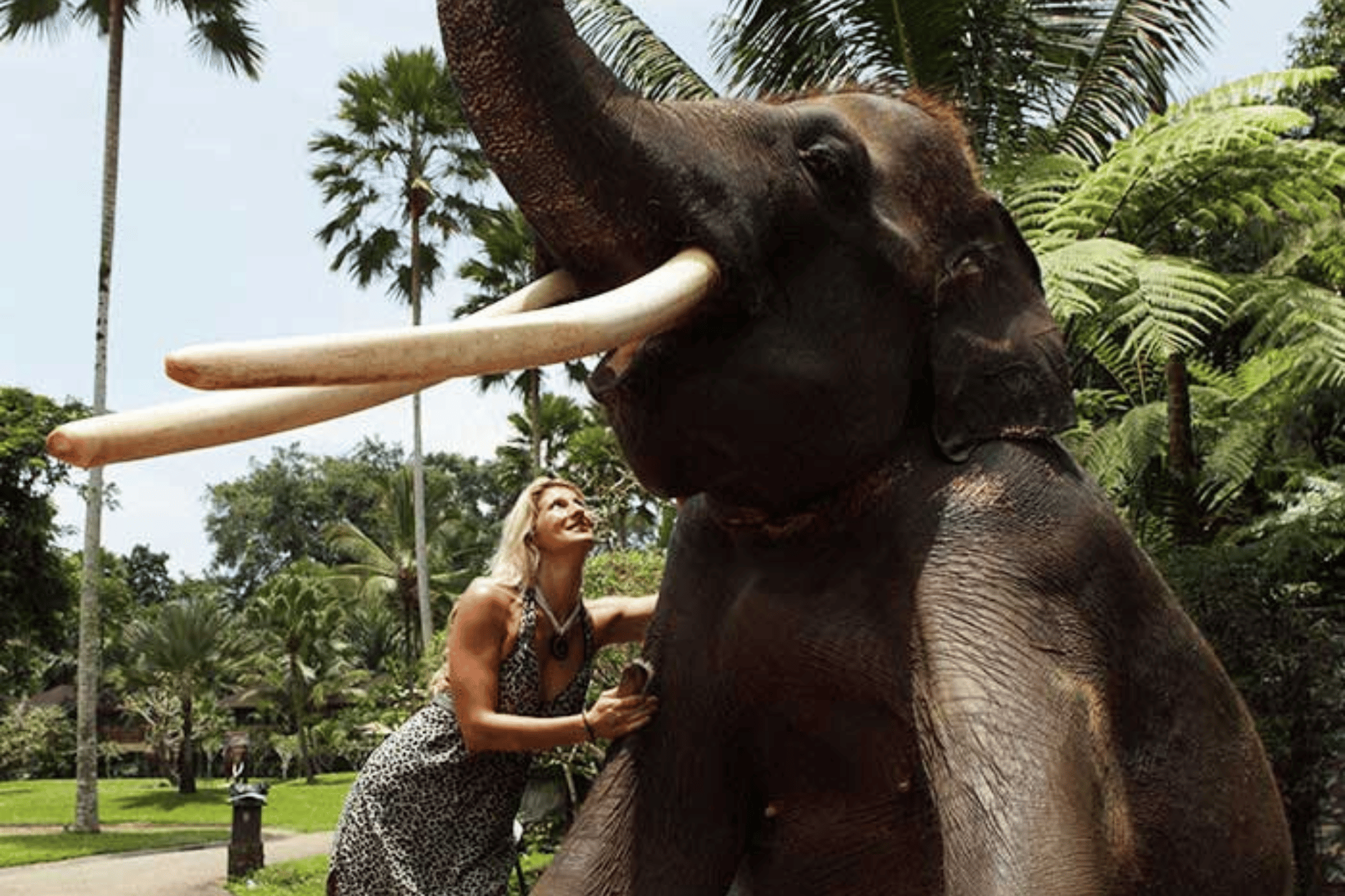 Elephant Mason Ticket